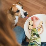 Why do dogs love peanut butter food combinations in CBD treats?
